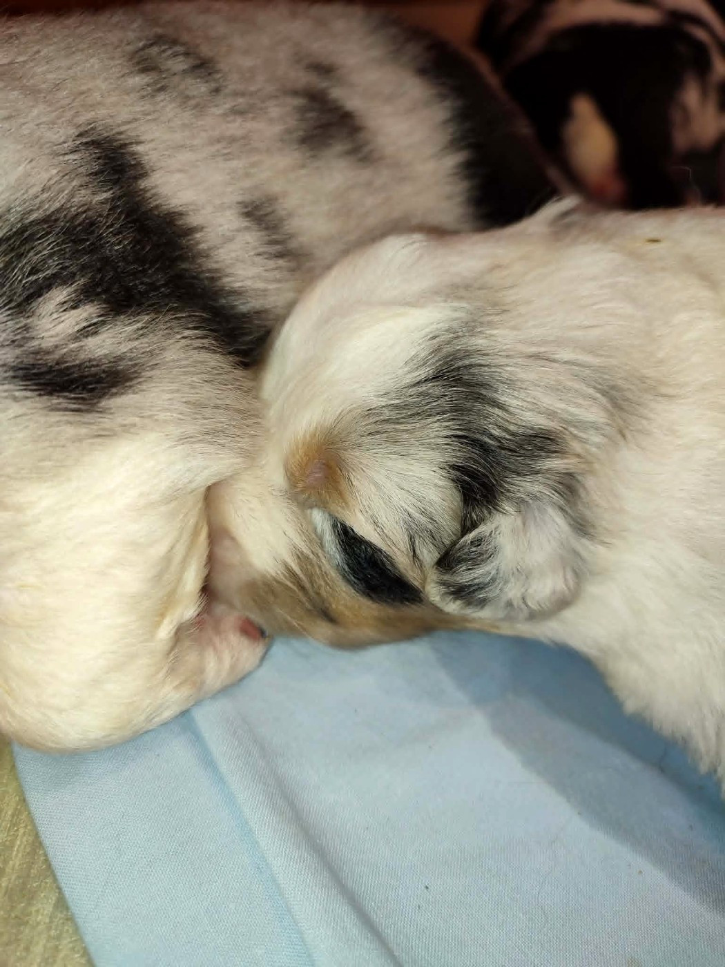 De La Source Du Rez - Chiots disponibles - Berger Australien