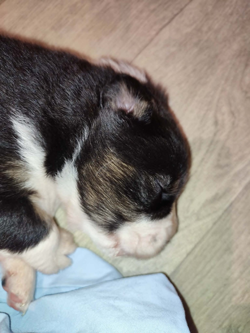 De La Source Du Rez - Chiots disponibles - Berger Australien