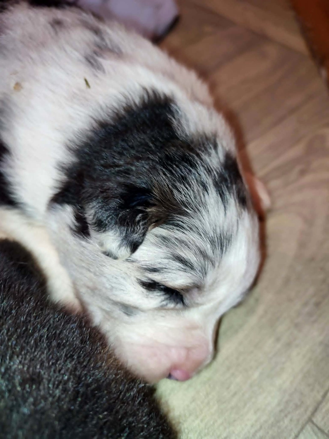 De La Source Du Rez - Chiots disponibles - Berger Australien