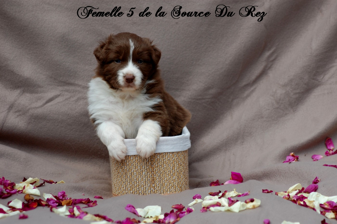 De La Source Du Rez - Chiots disponibles - Berger Australien