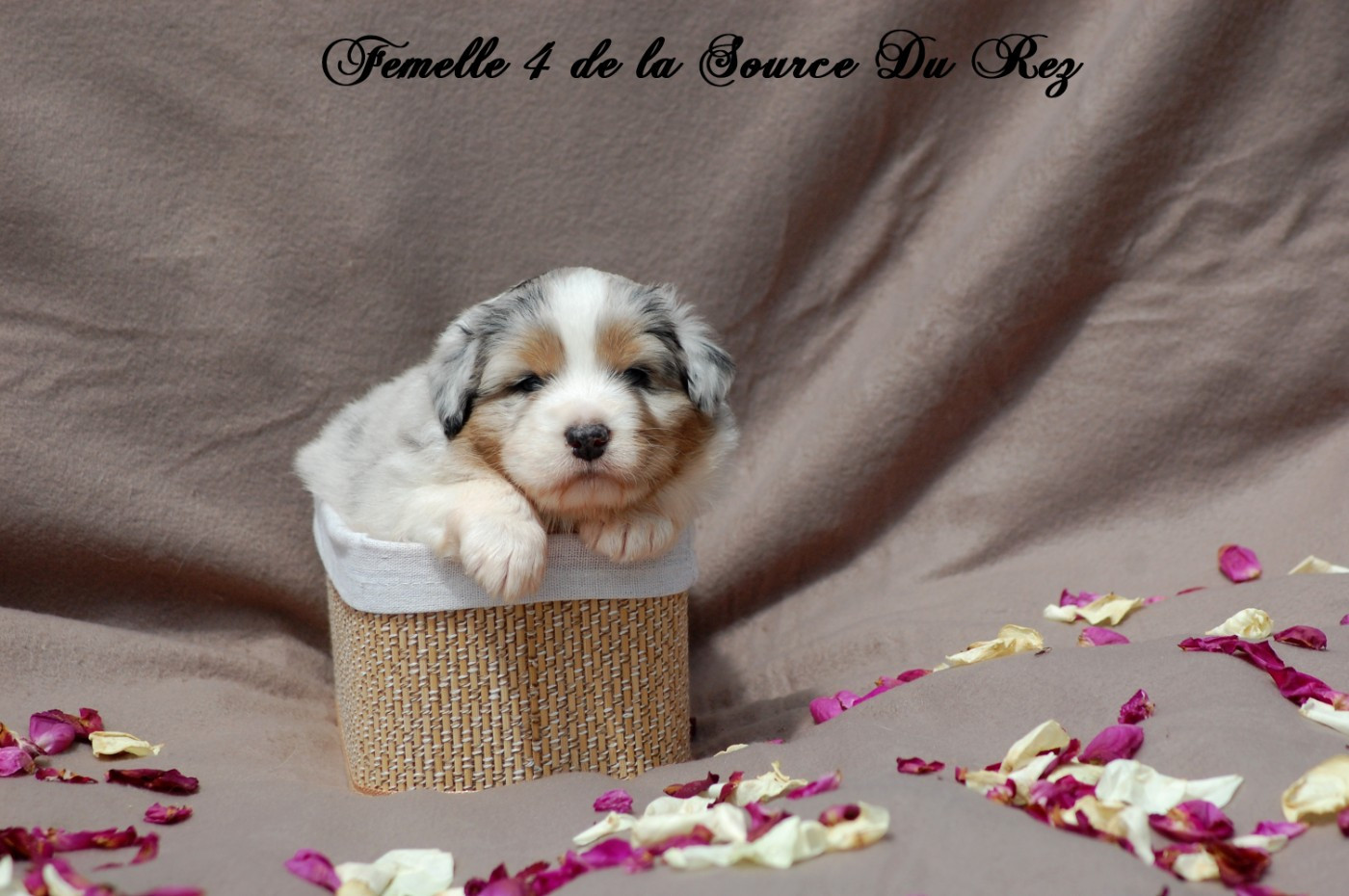 De La Source Du Rez - Chiots disponibles - Berger Australien