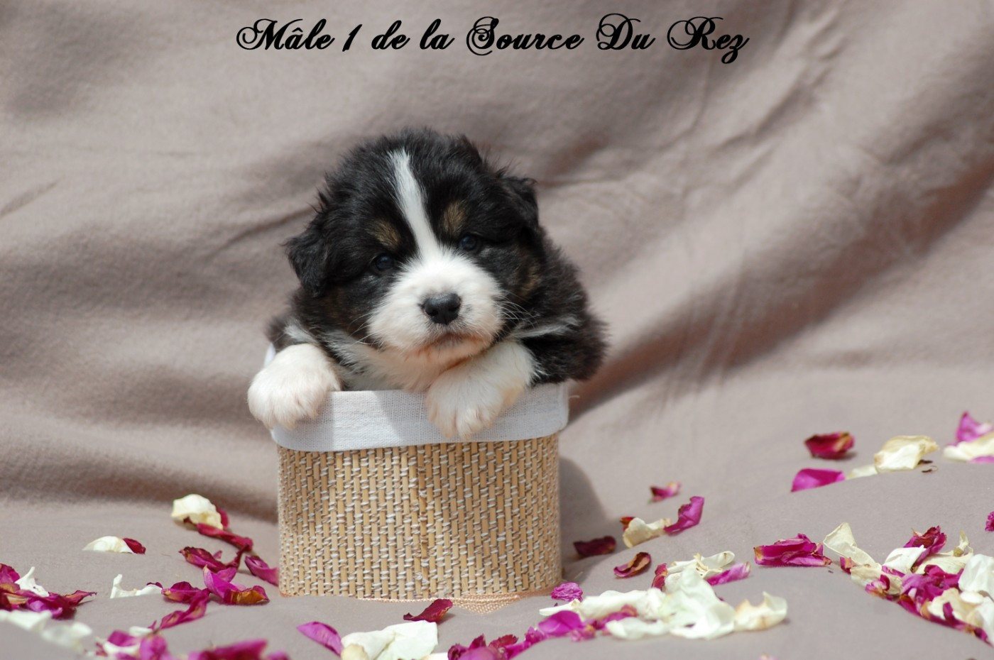 De La Source Du Rez - Chiots disponibles - Berger Australien