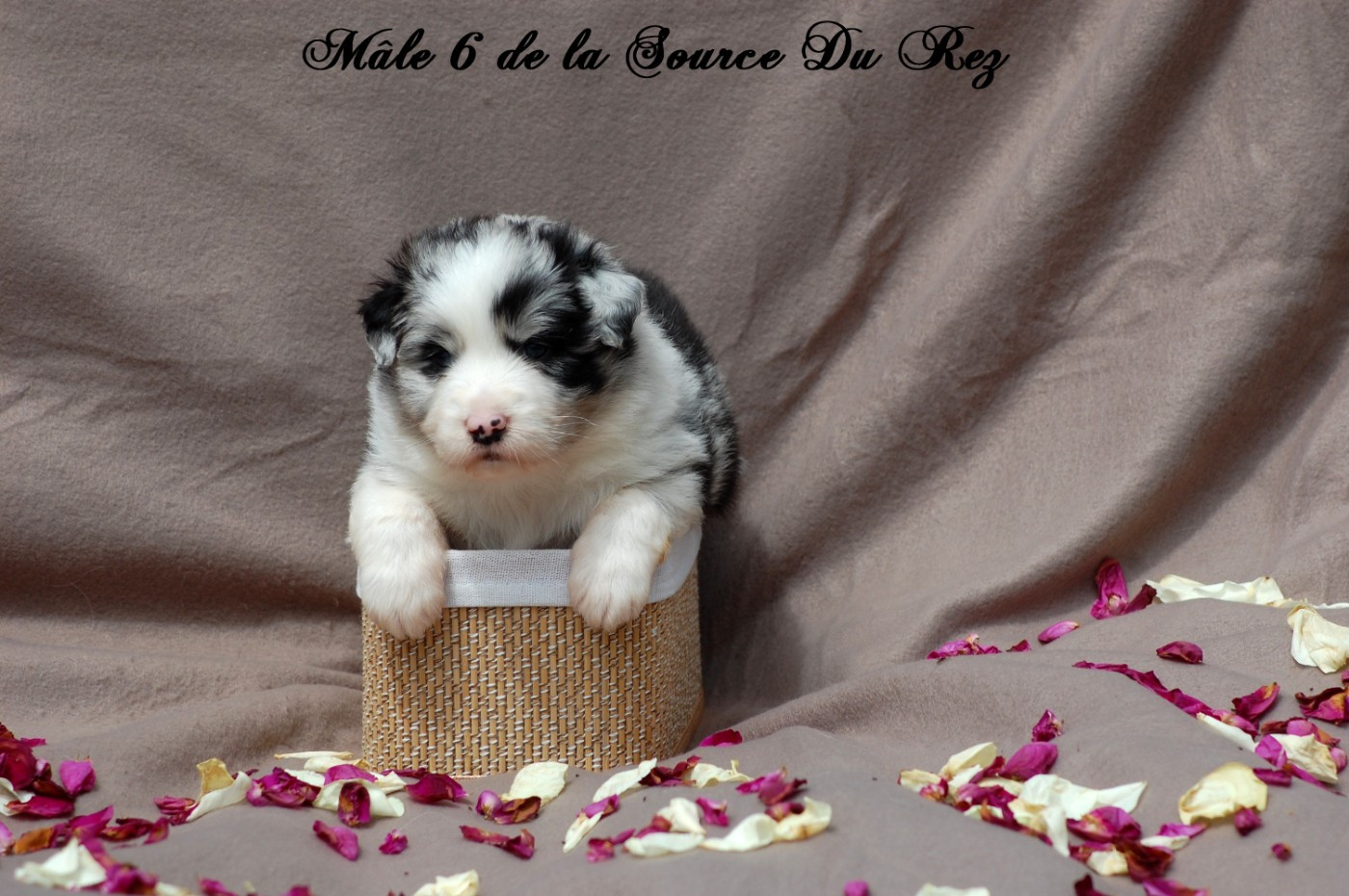 De La Source Du Rez - Chiots disponibles - Berger Australien