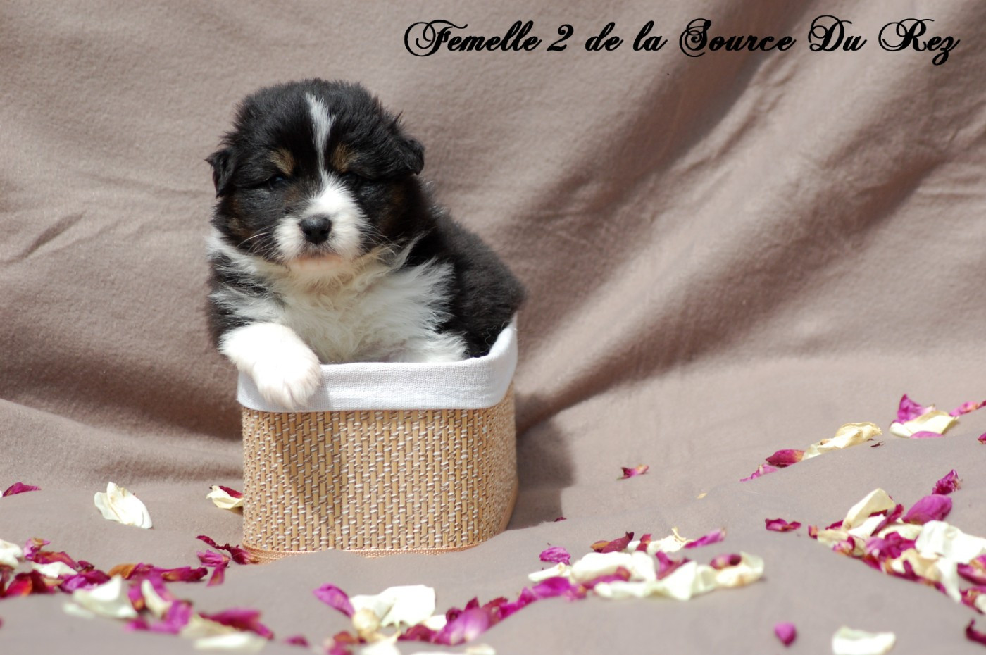 De La Source Du Rez - Chiots disponibles - Berger Australien