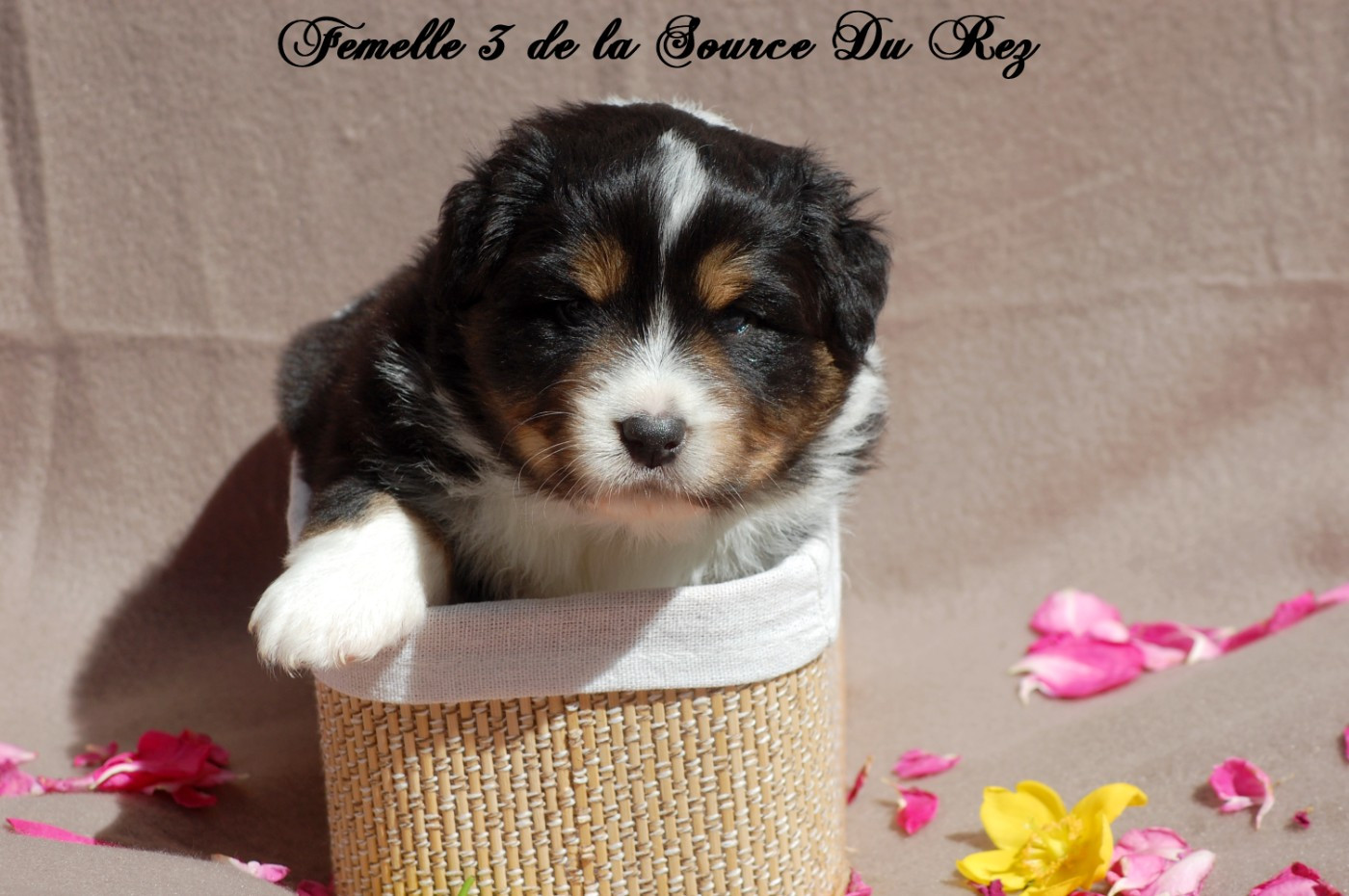 De La Source Du Rez - Chiots disponibles - Berger Australien