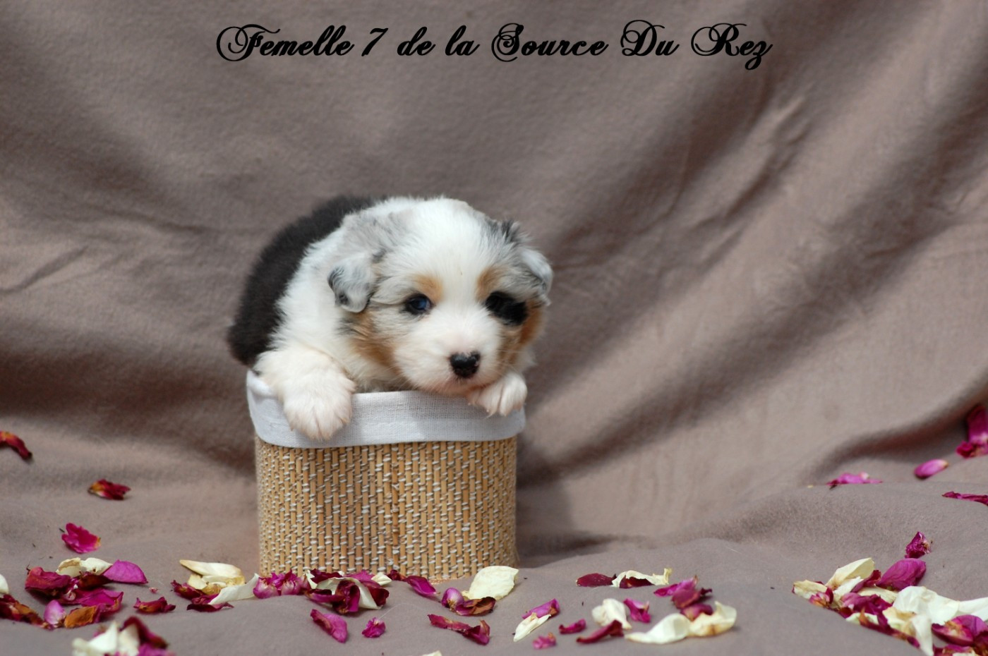 De La Source Du Rez - Chiots disponibles - Berger Australien