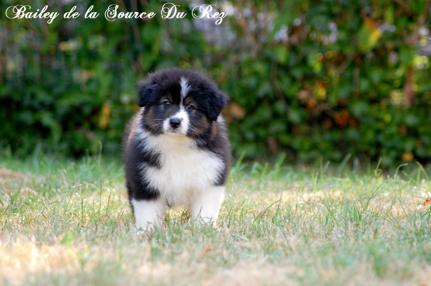 De La Source Du Rez - Chiots disponibles - Berger Australien