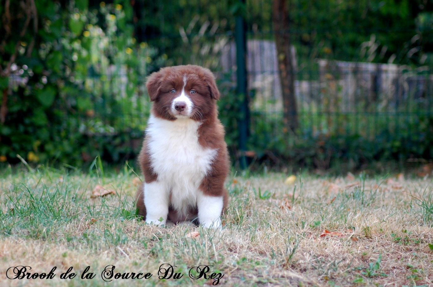 De La Source Du Rez - Chiots disponibles - Berger Australien