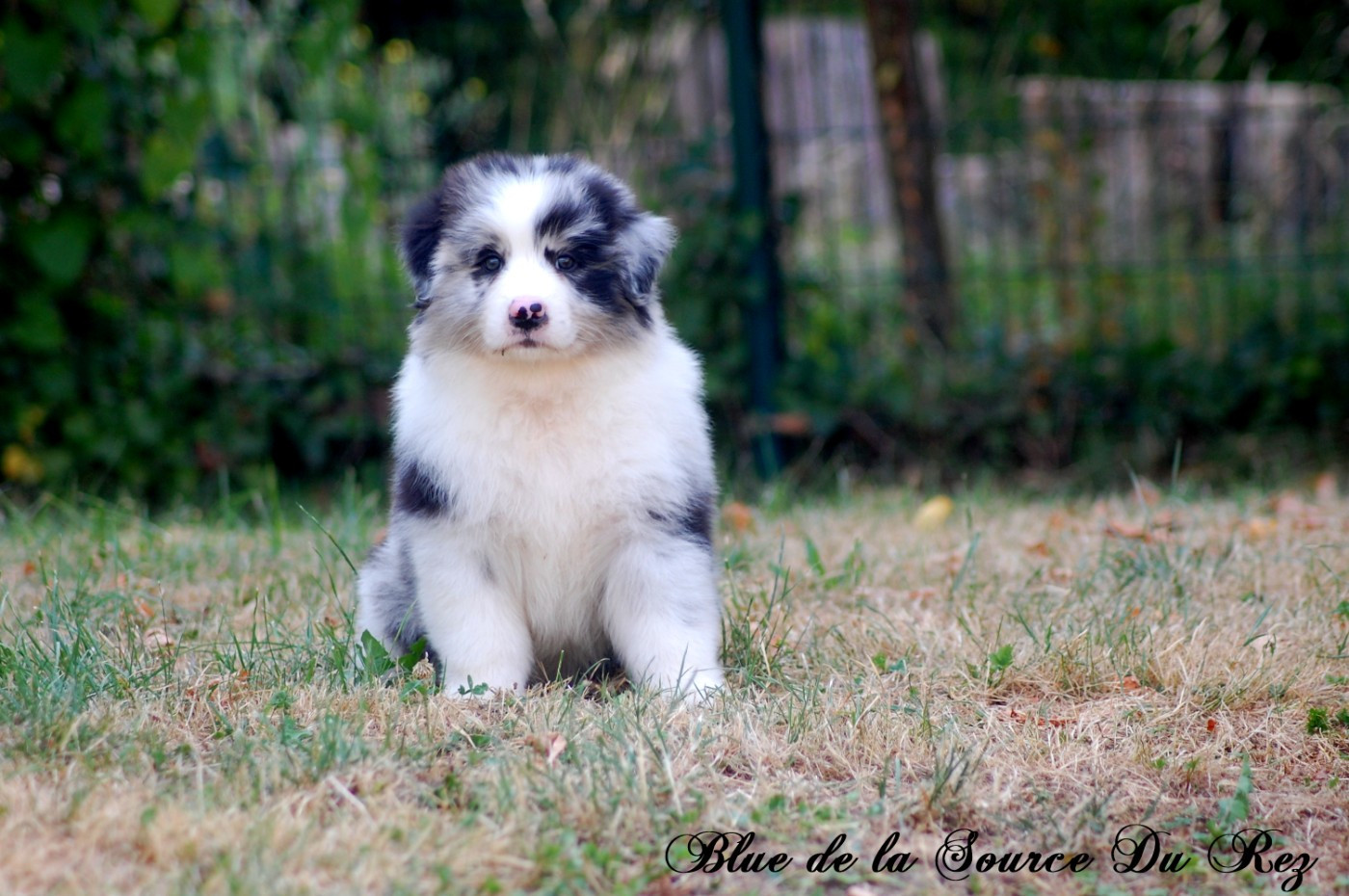 De La Source Du Rez - Chiots disponibles - Berger Australien
