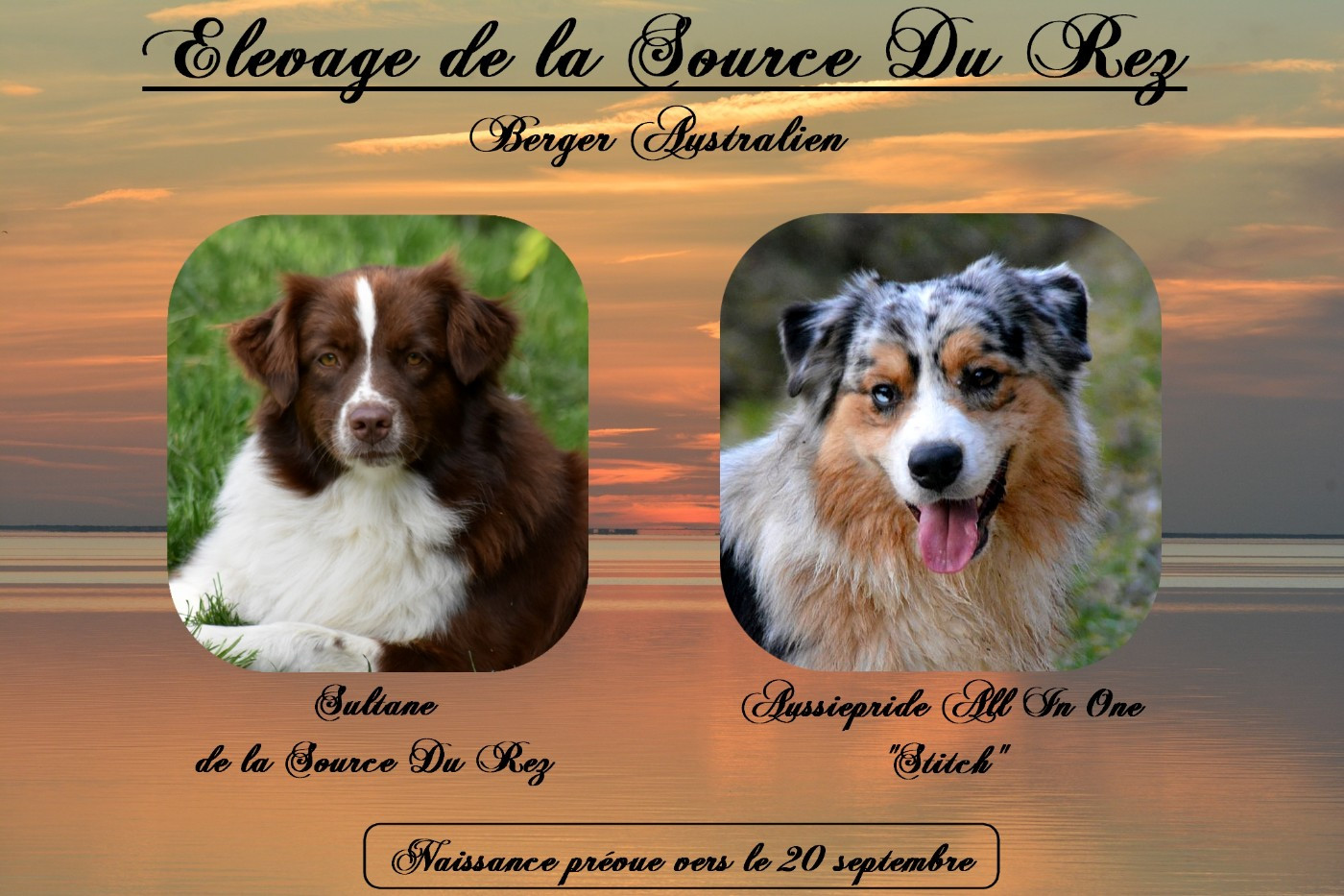 De La Source Du Rez - Berger Australien - Portée née le 20/09/2026