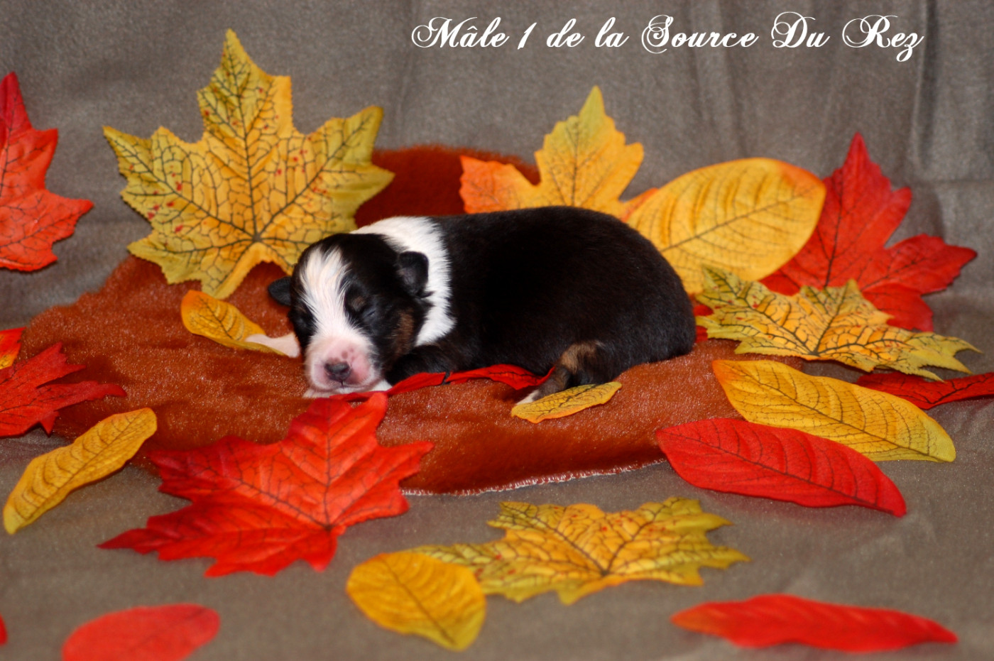 De La Source Du Rez - Chiots disponibles - Berger Australien