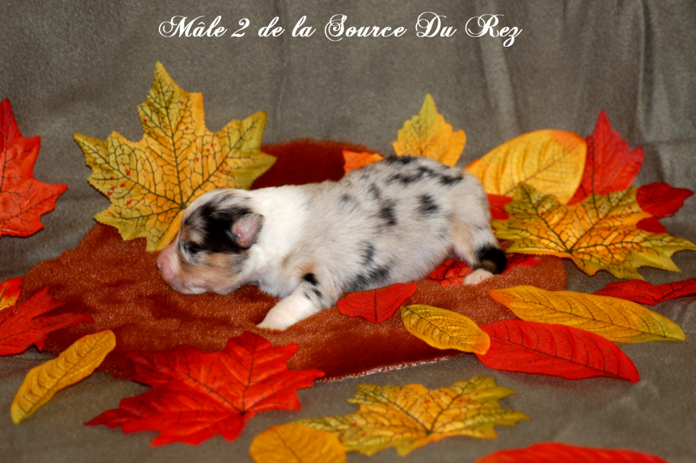 De La Source Du Rez - Chiots disponibles - Berger Australien