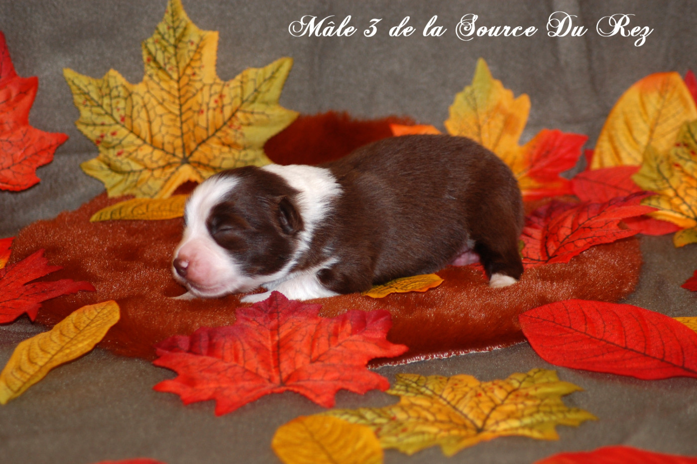 De La Source Du Rez - Chiots disponibles - Berger Australien