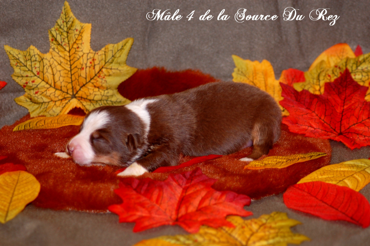 De La Source Du Rez - Chiots disponibles - Berger Australien
