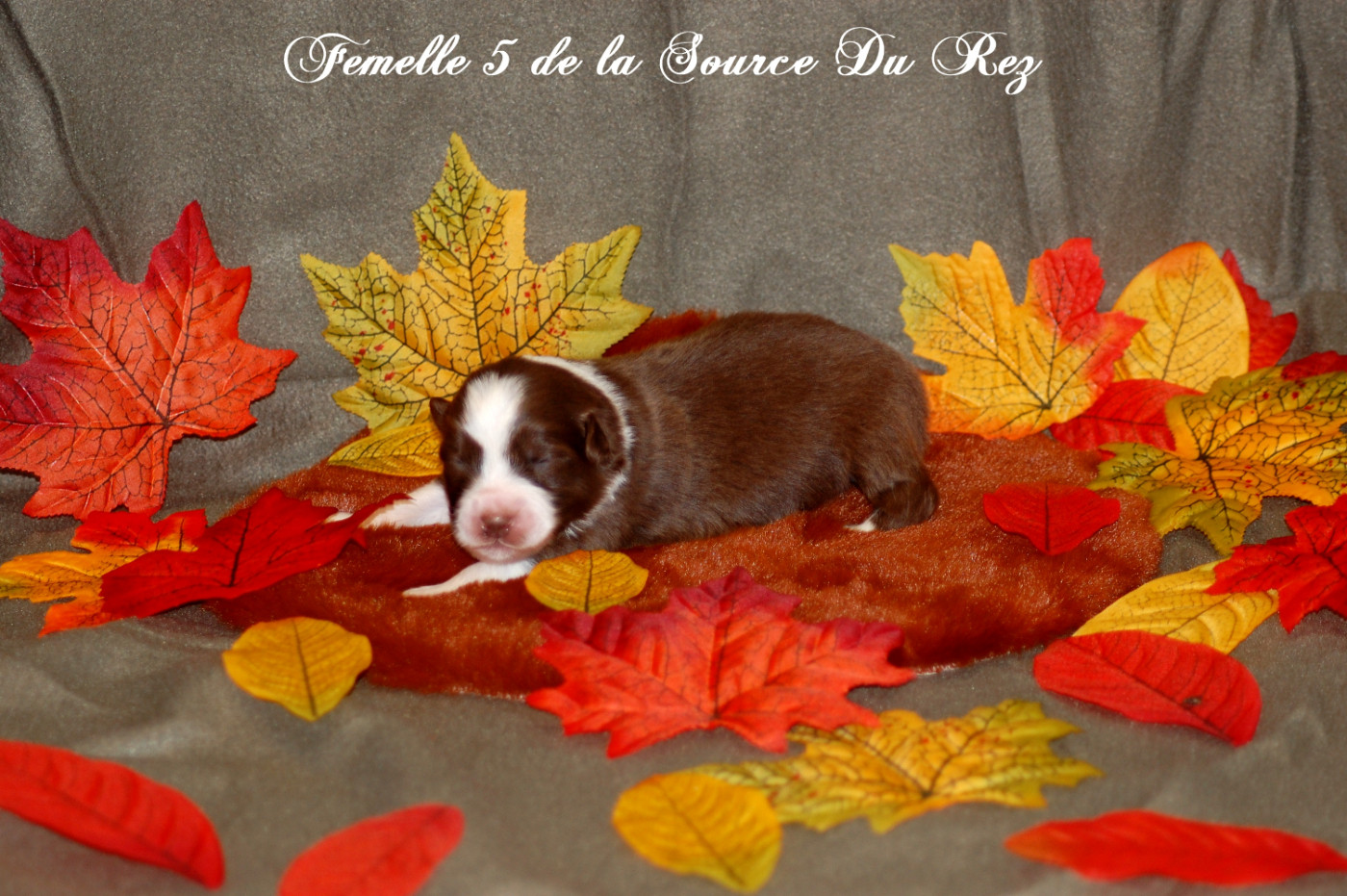 De La Source Du Rez - Chiots disponibles - Berger Australien