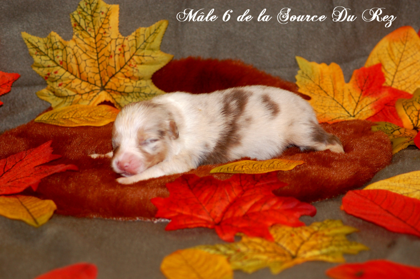De La Source Du Rez - Chiots disponibles - Berger Australien