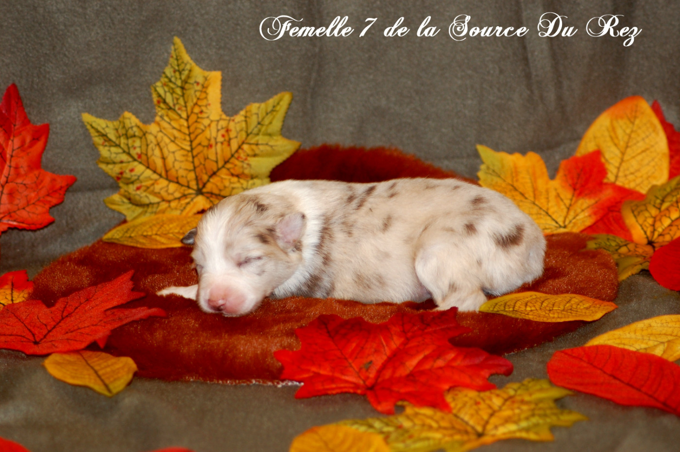 De La Source Du Rez - Chiots disponibles - Berger Australien