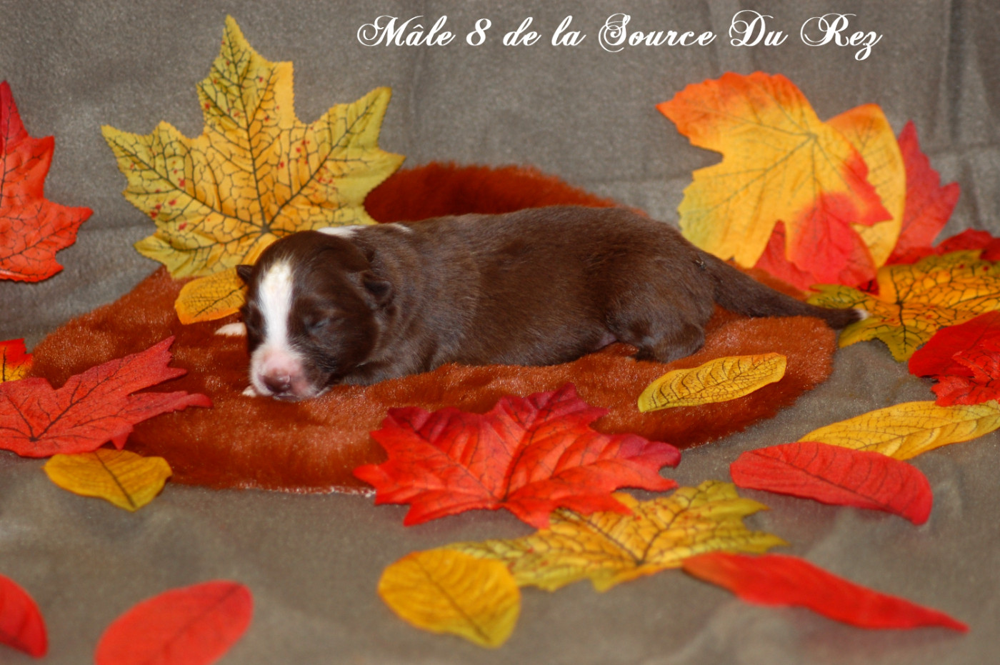 De La Source Du Rez - Chiots disponibles - Berger Australien