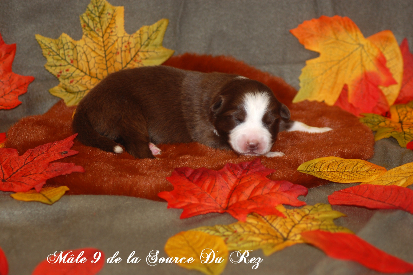De La Source Du Rez - Chiots disponibles - Berger Australien