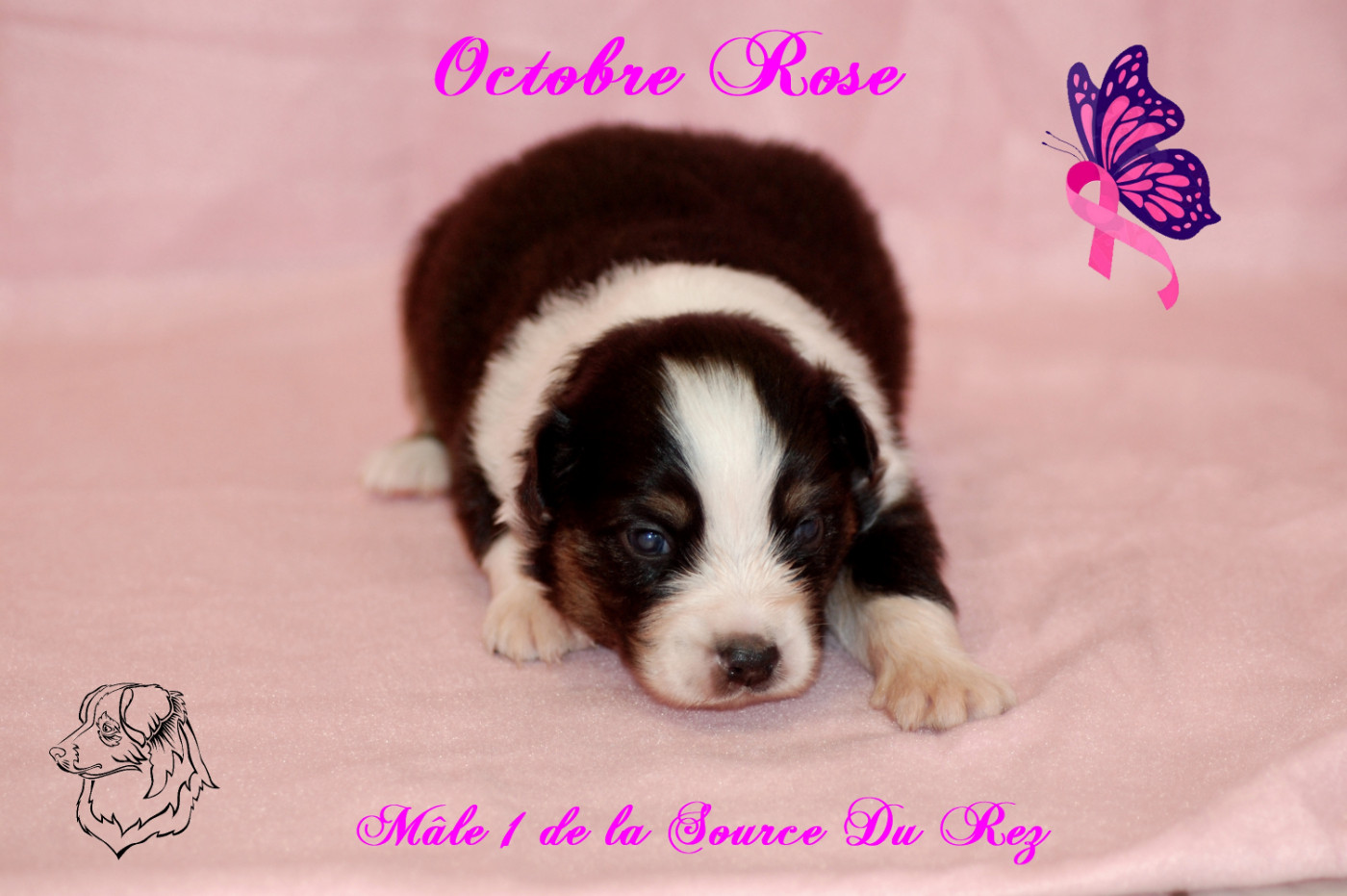 De La Source Du Rez - Chiots disponibles - Berger Australien
