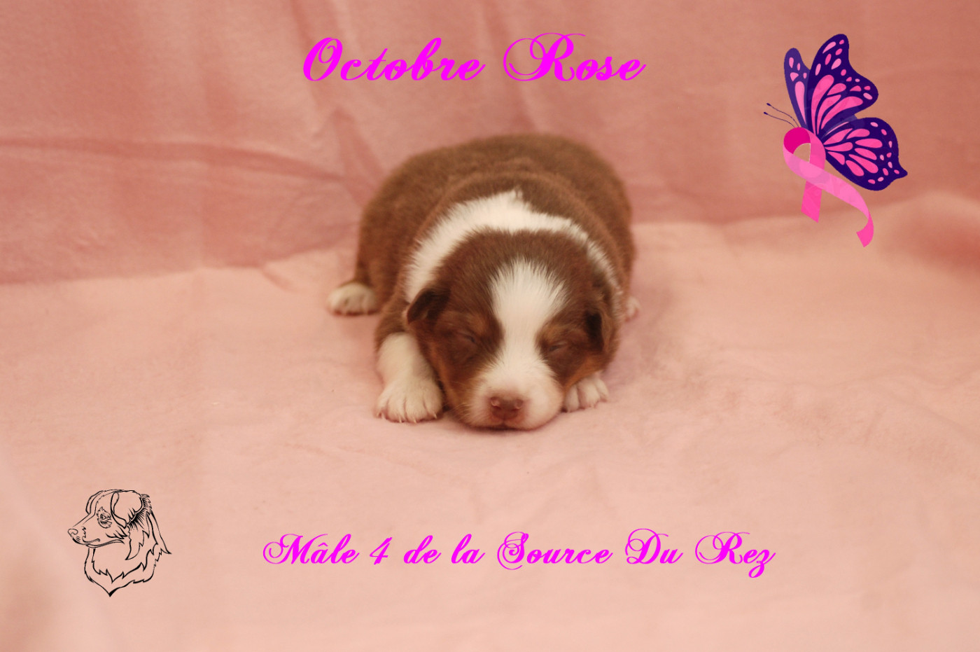De La Source Du Rez - Chiots disponibles - Berger Australien