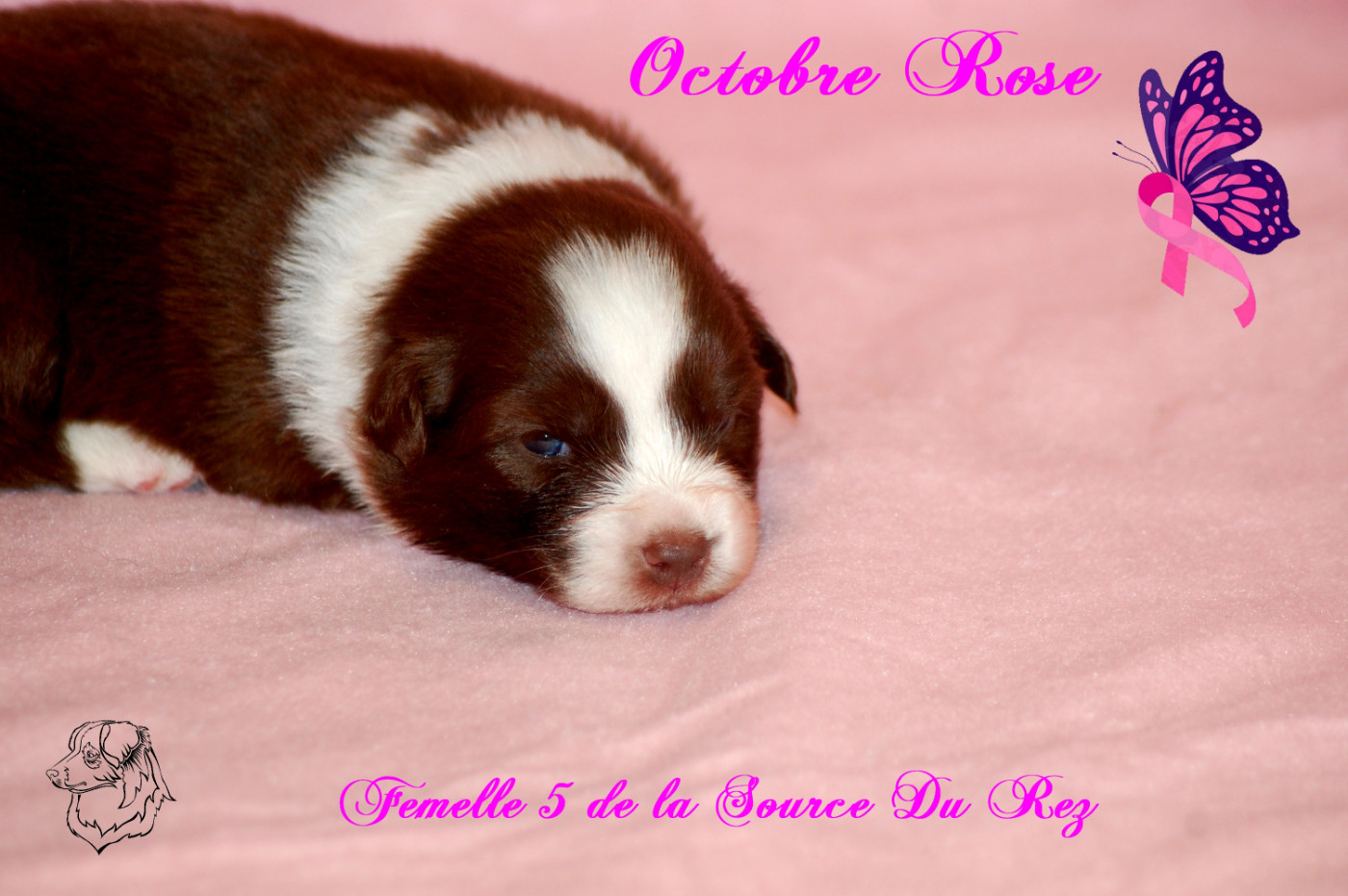 De La Source Du Rez - Chiots disponibles - Berger Australien