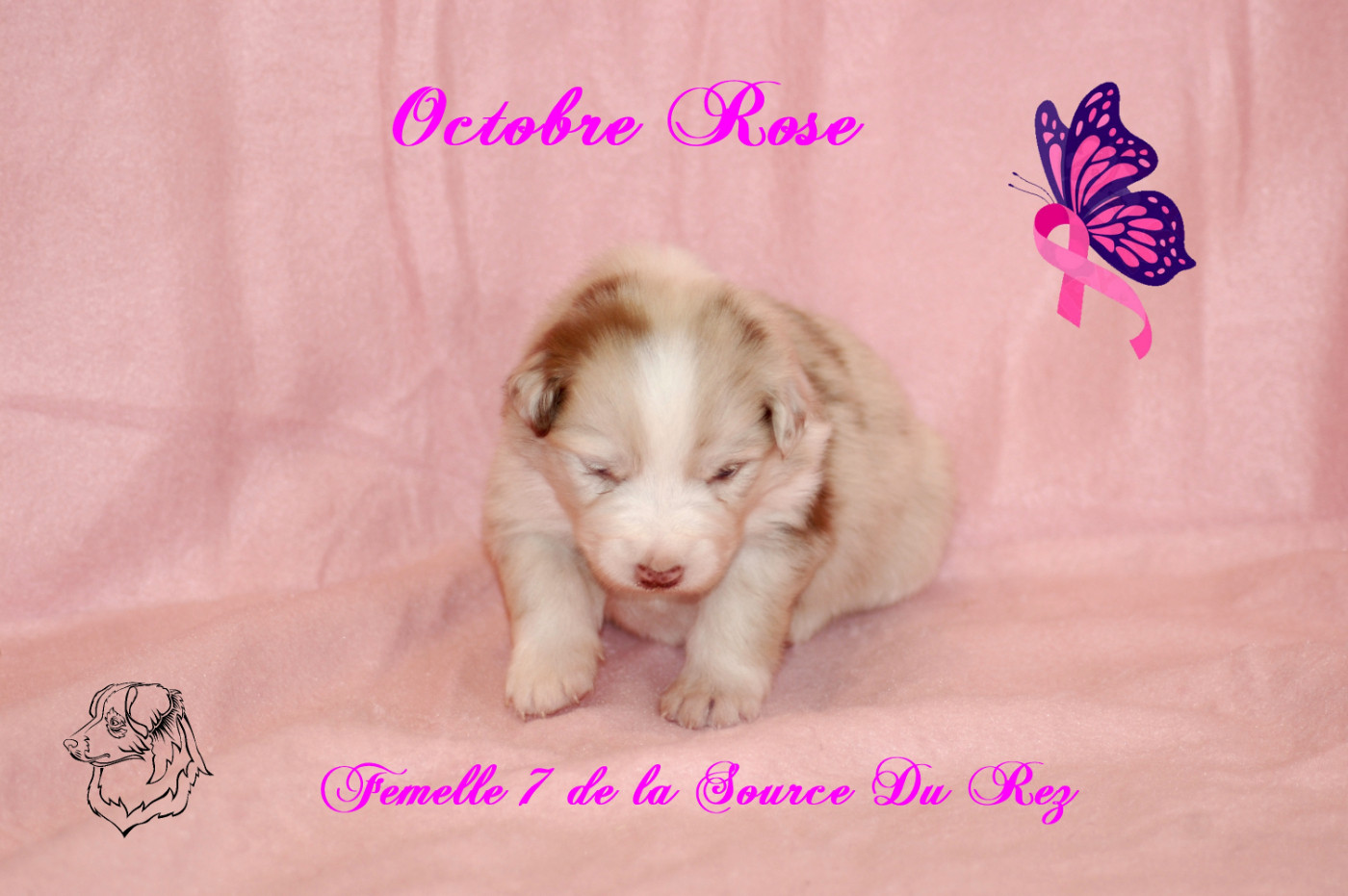 De La Source Du Rez - Chiots disponibles - Berger Australien