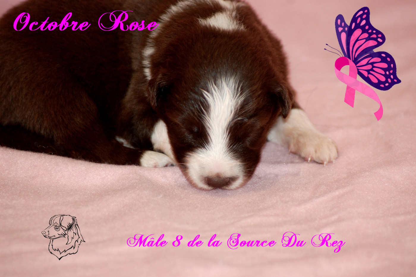 De La Source Du Rez - Chiots disponibles - Berger Australien