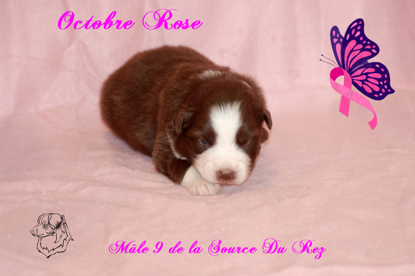 De La Source Du Rez - Chiots disponibles - Berger Australien