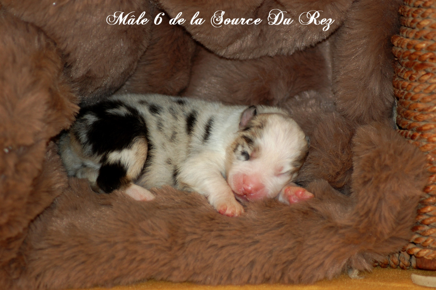 De La Source Du Rez - Chiots disponibles - Berger Australien
