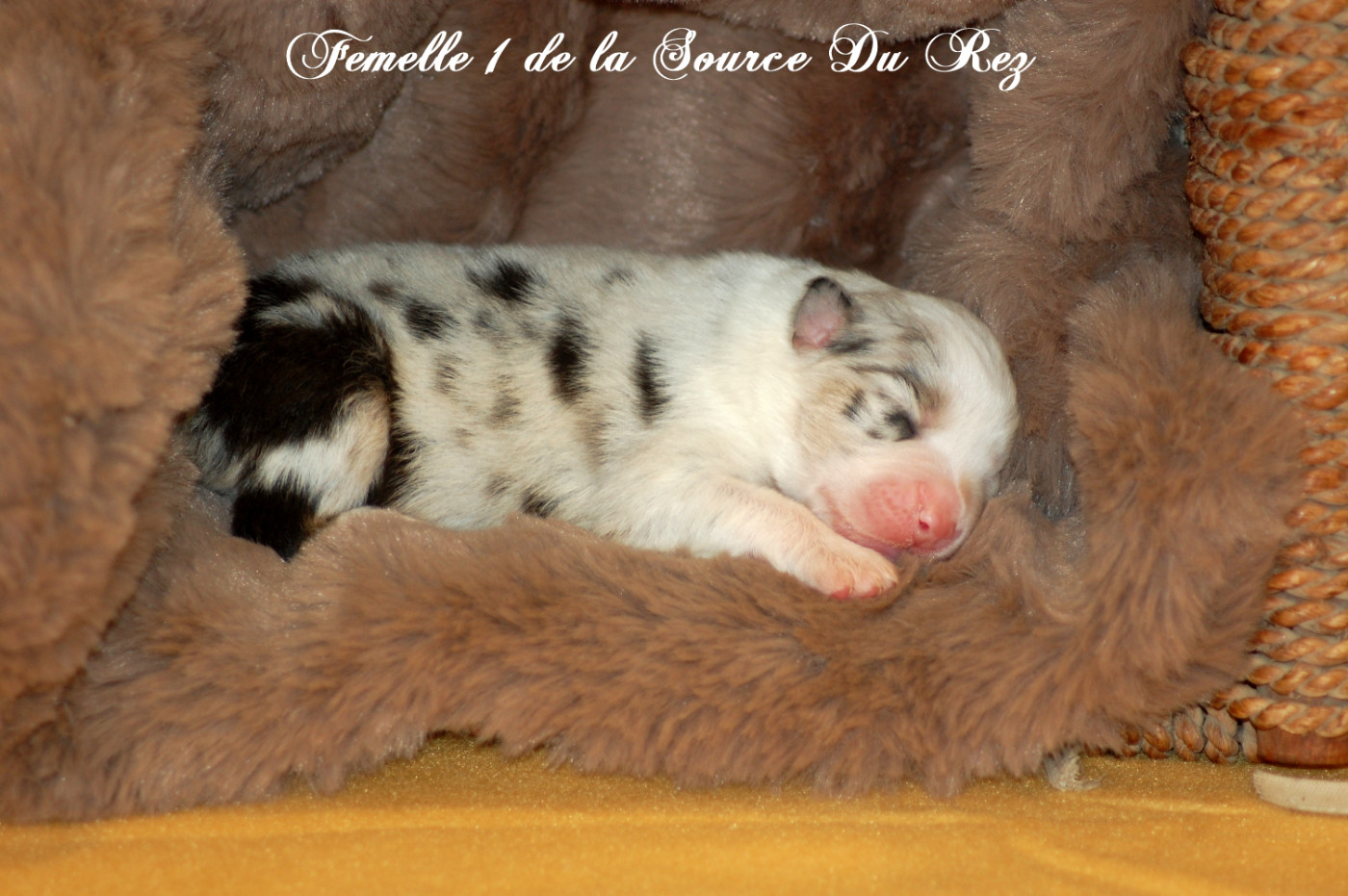 De La Source Du Rez - Chiots disponibles - Berger Australien