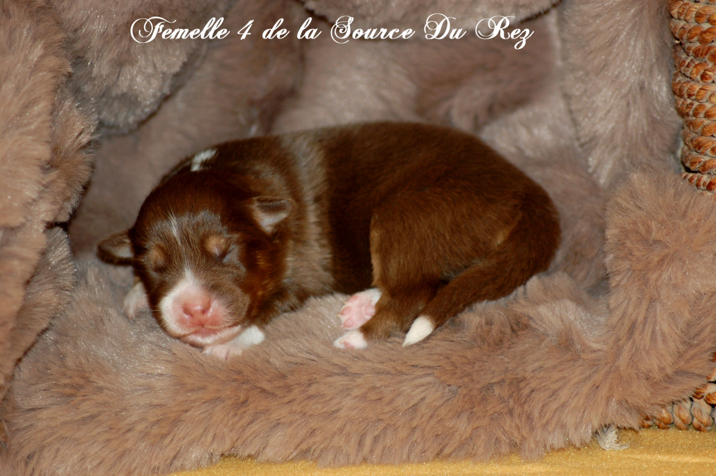 De La Source Du Rez - Chiots disponibles - Berger Australien