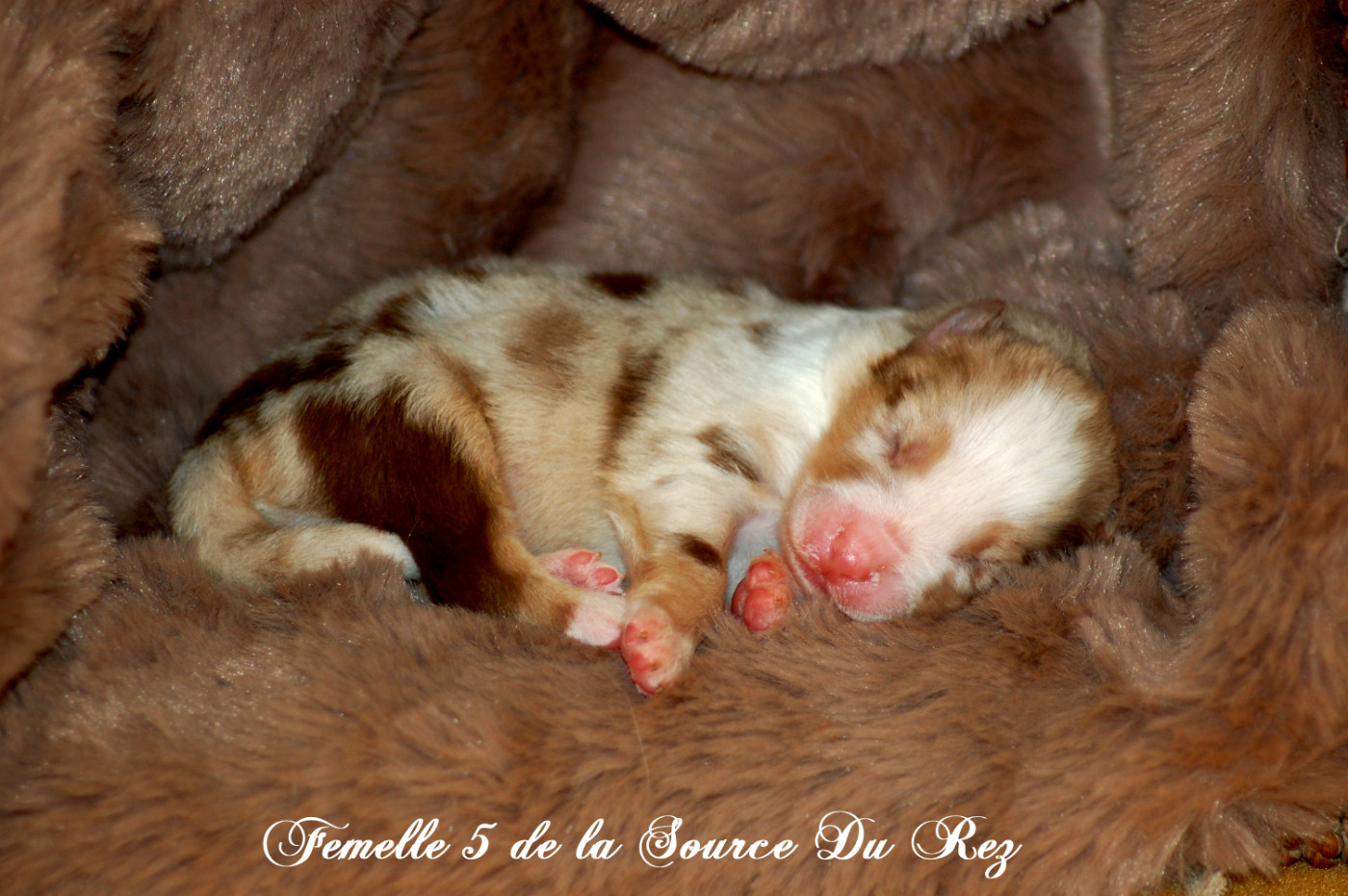 De La Source Du Rez - Chiots disponibles - Berger Australien