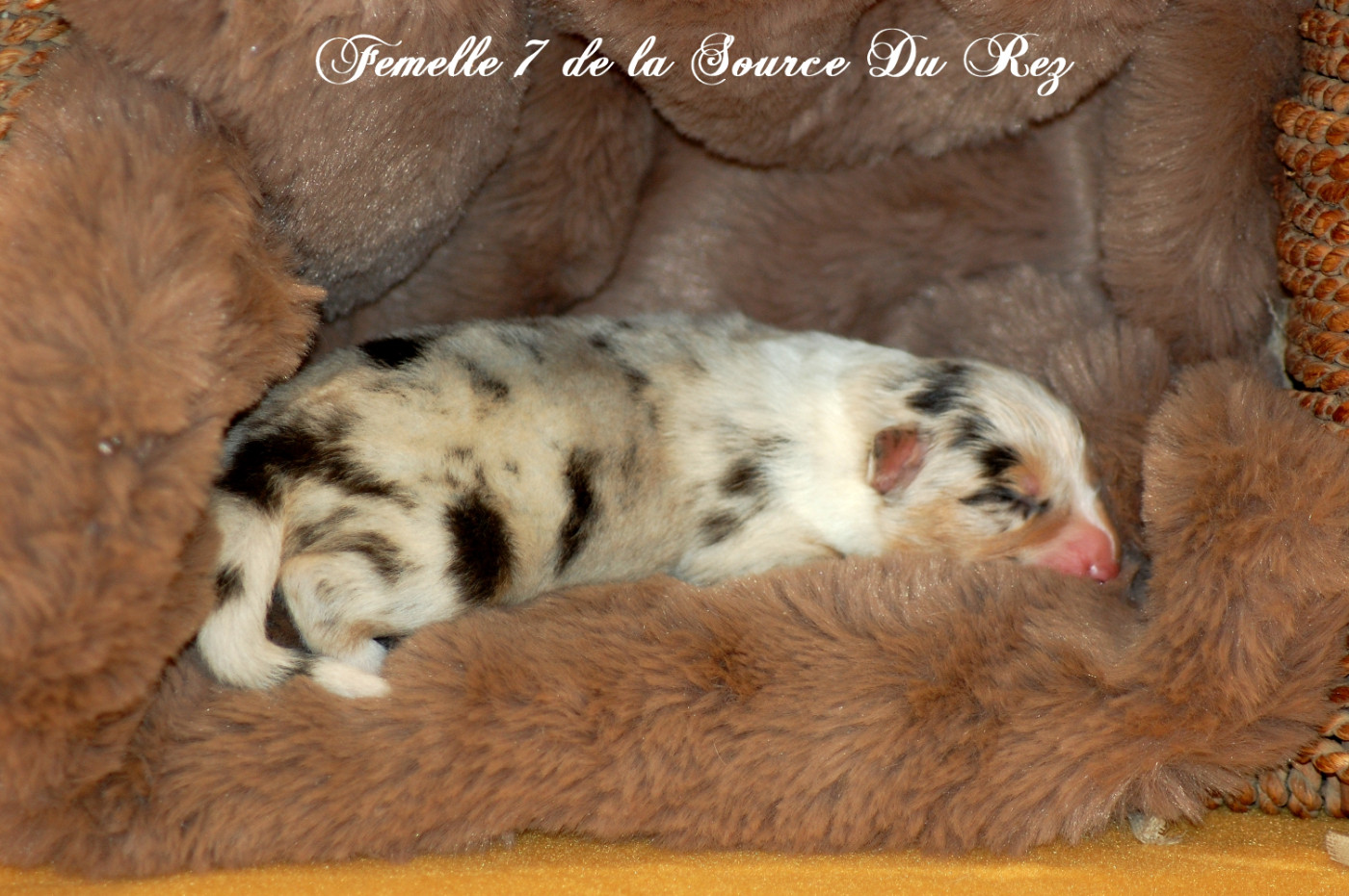 De La Source Du Rez - Chiots disponibles - Berger Australien
