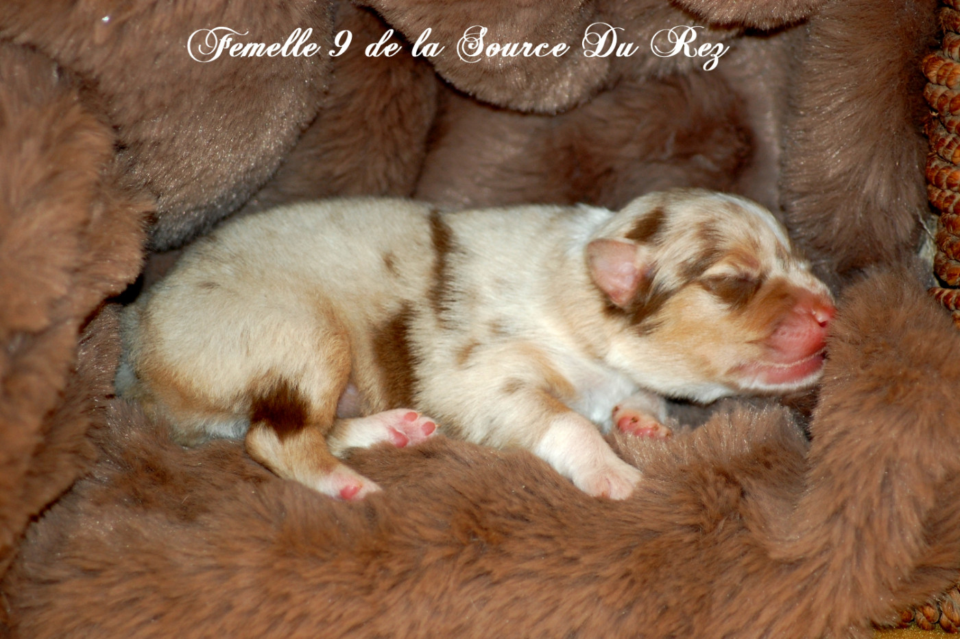 De La Source Du Rez - Chiots disponibles - Berger Australien