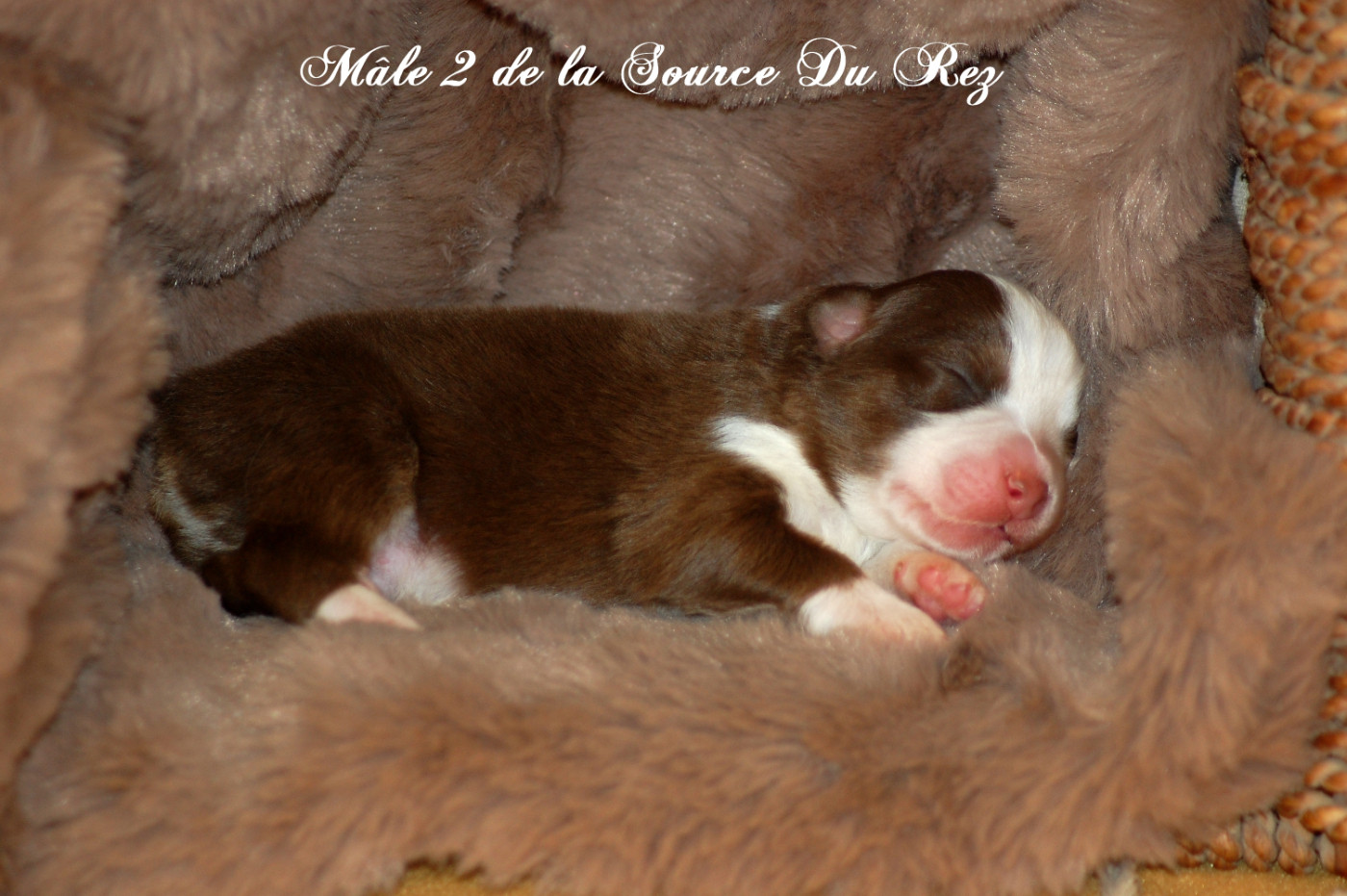 De La Source Du Rez - Chiots disponibles - Berger Australien
