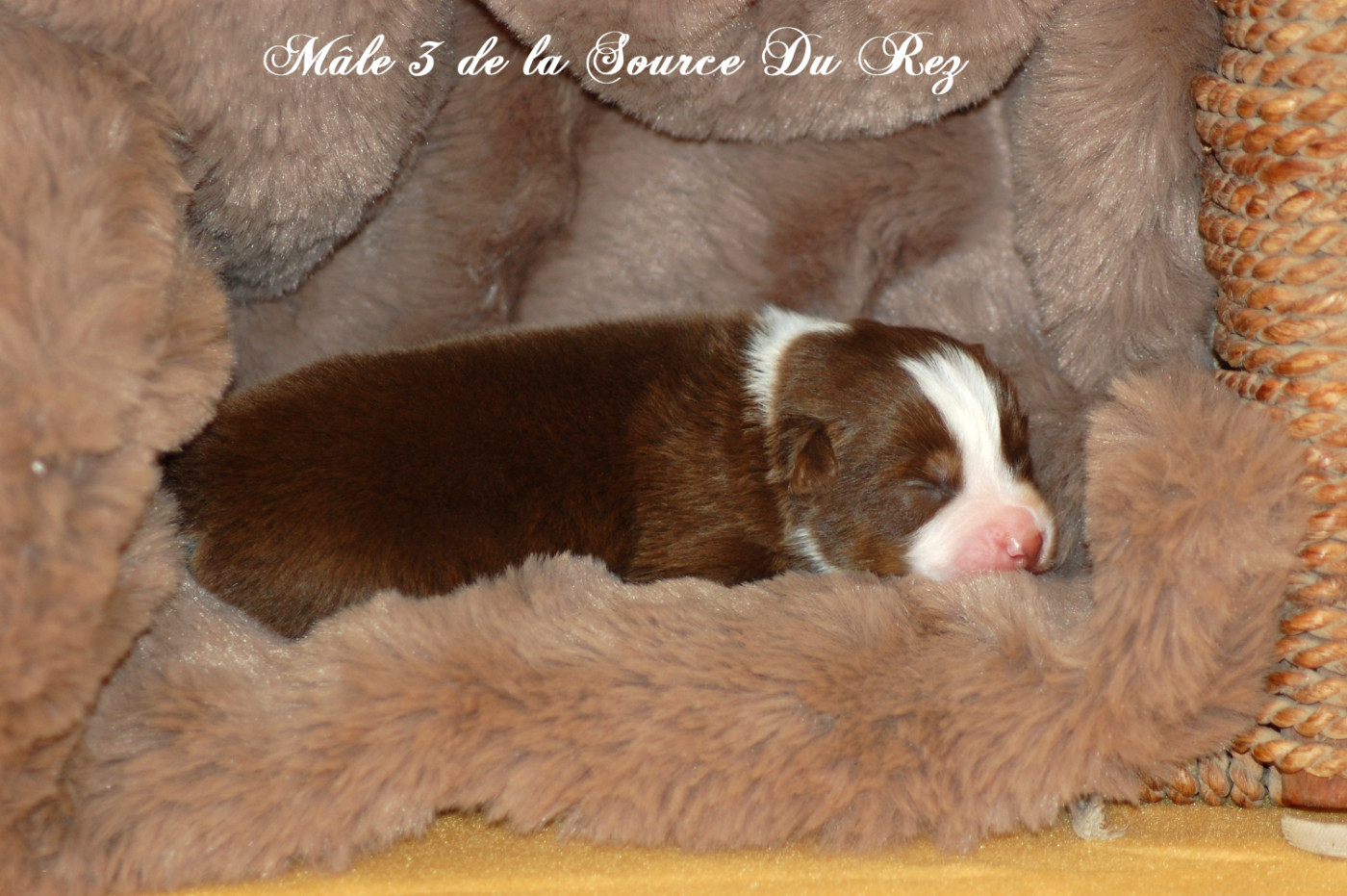 De La Source Du Rez - Chiots disponibles - Berger Australien