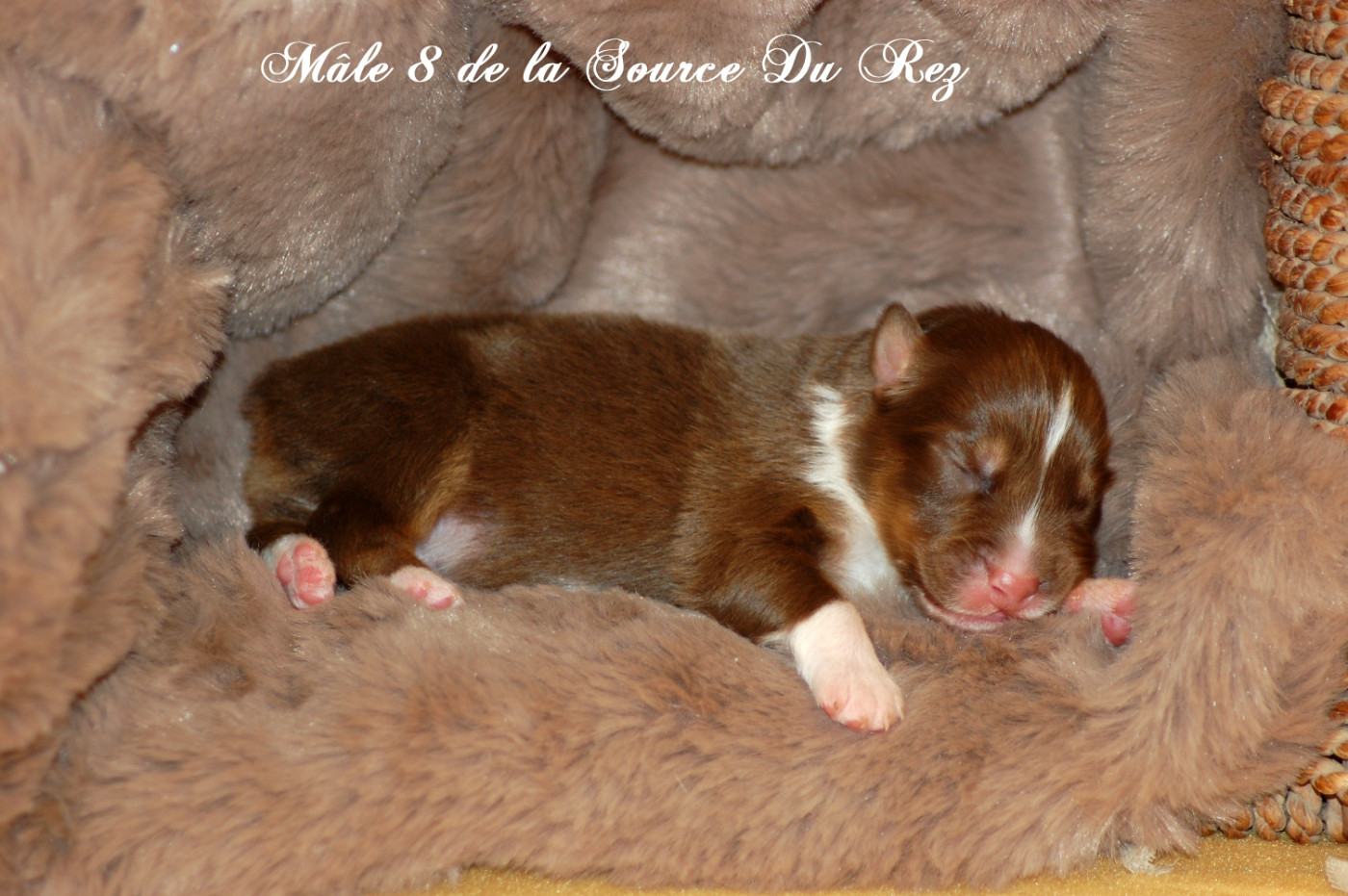 De La Source Du Rez - Chiots disponibles - Berger Australien