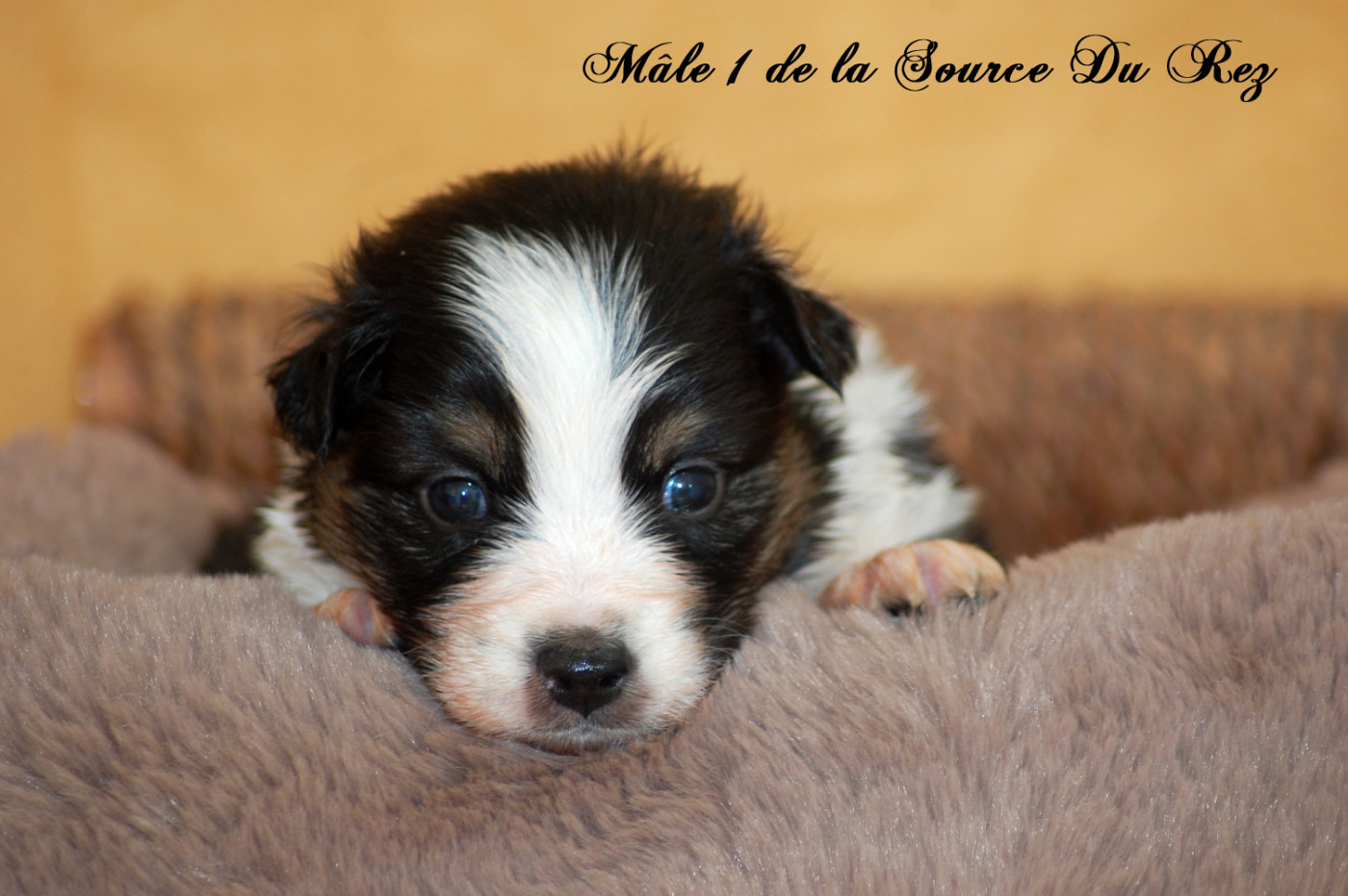 De La Source Du Rez - Chiots disponibles - Berger Australien