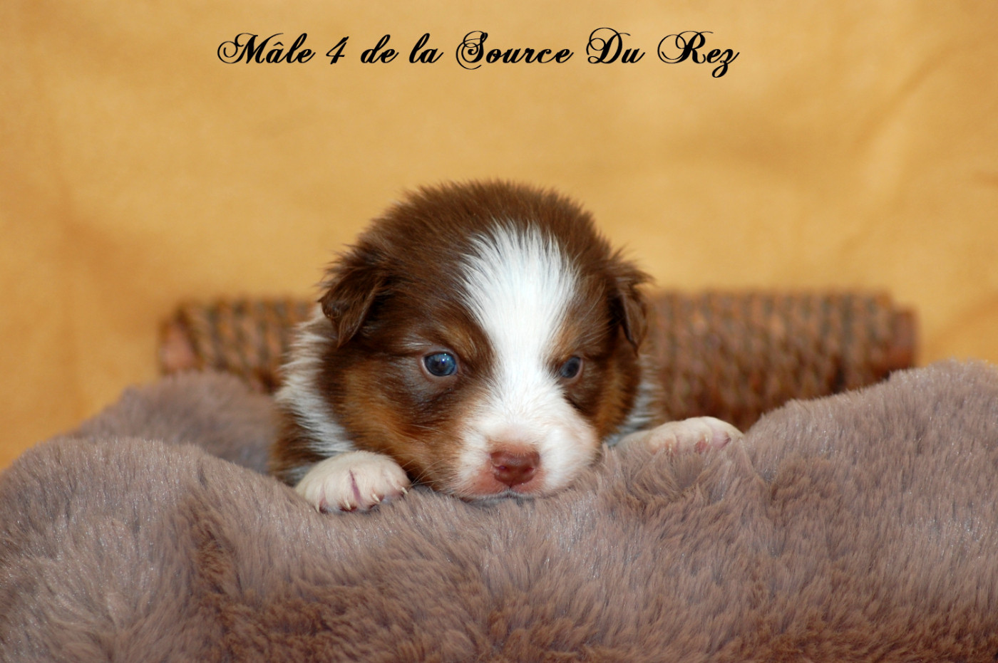 De La Source Du Rez - Chiots disponibles - Berger Australien