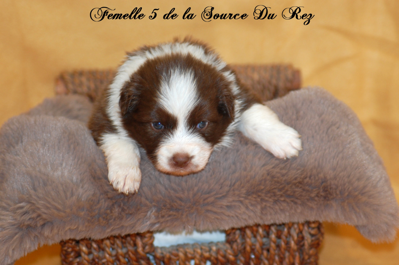 De La Source Du Rez - Chiots disponibles - Berger Australien