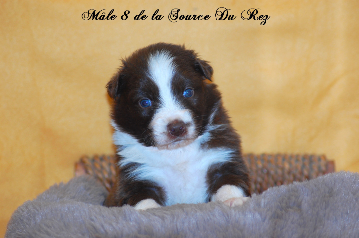 De La Source Du Rez - Chiots disponibles - Berger Australien
