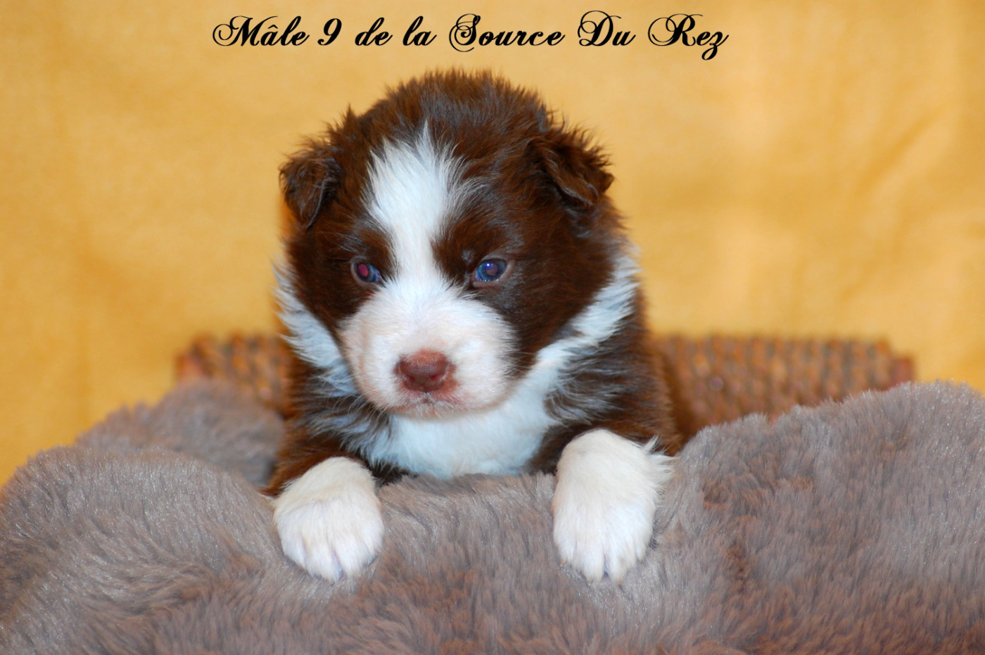 De La Source Du Rez - Chiots disponibles - Berger Australien