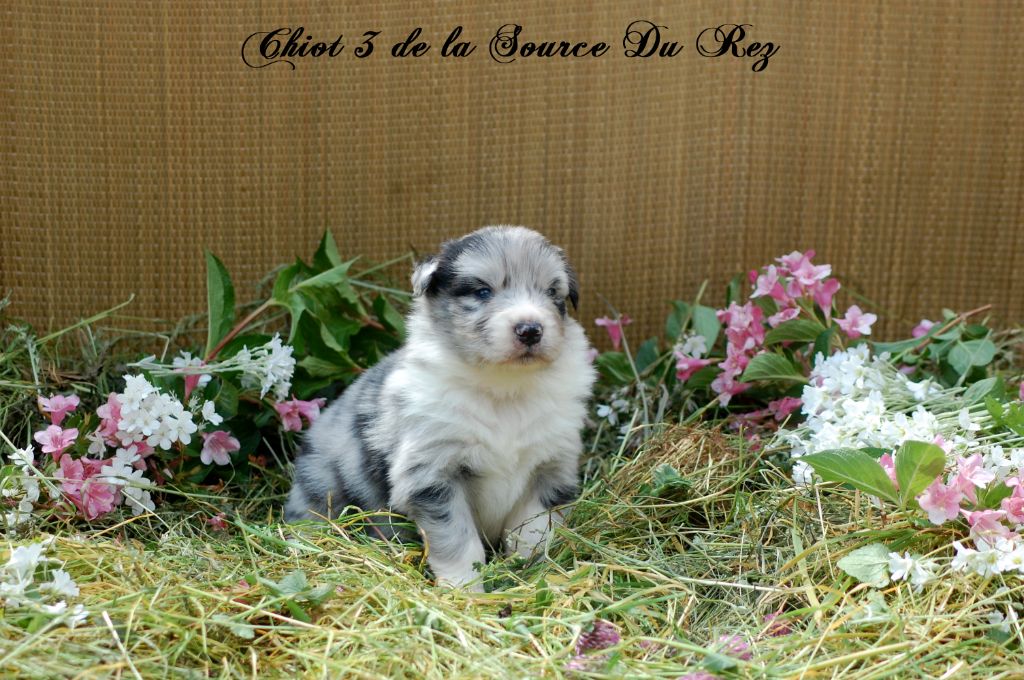 De La Source Du Rez - Chiots disponibles - Berger Australien