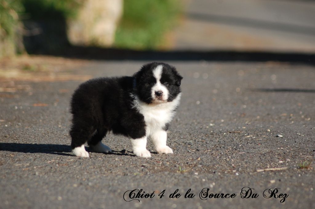 De La Source Du Rez - Chiots disponibles - Berger Australien