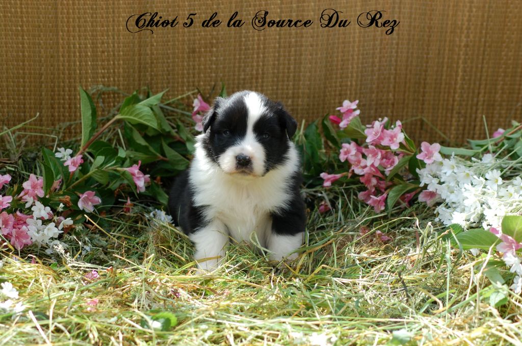 De La Source Du Rez - Chiots disponibles - Berger Australien