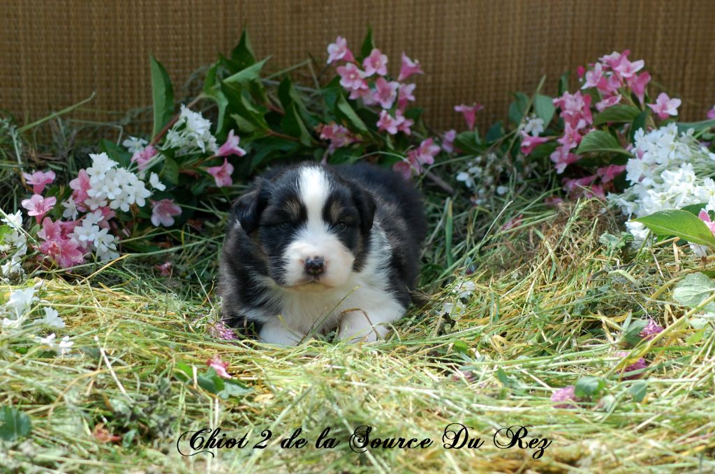 De La Source Du Rez - Chiots disponibles - Berger Australien