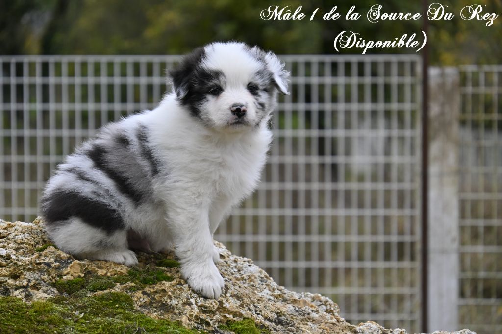 De La Source Du Rez - Chiots disponibles - Berger Australien