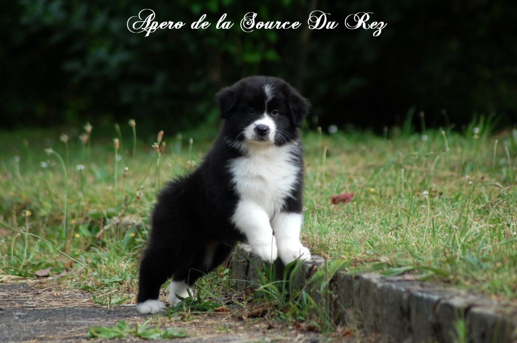 De La Source Du Rez - Chiots disponibles - Berger Australien