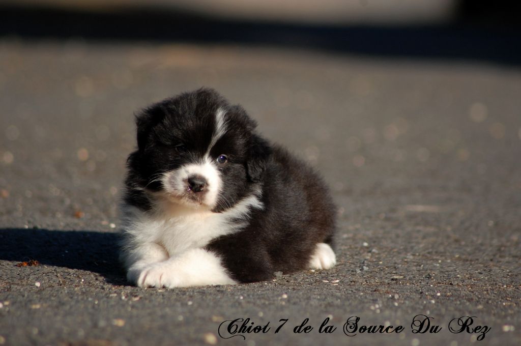 De La Source Du Rez - Chiots disponibles - Berger Australien